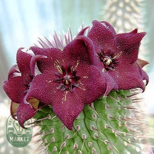 Hoodia ruschii - Natures Bulb Market