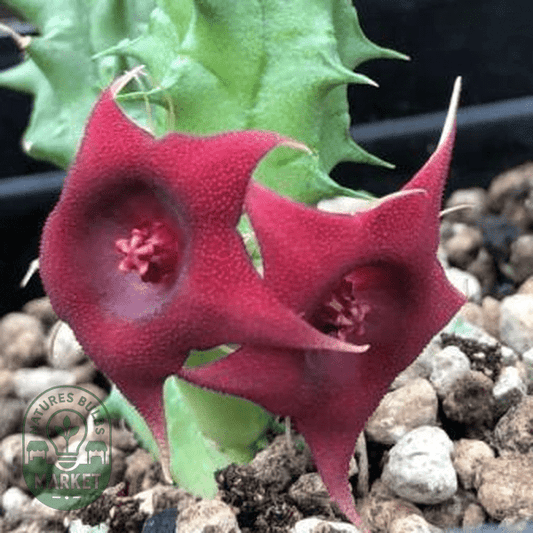 Huernia aspera - Natures Bulb Market
