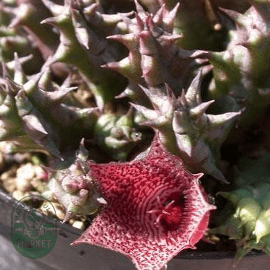 Huernia whitesloaniana - Natures Bulb Market