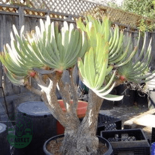 Kumara plicatilis - Natures Bulb Market