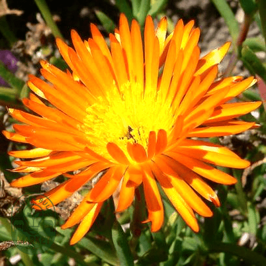 Lampranthus glaucoides - Natures Bulb Market