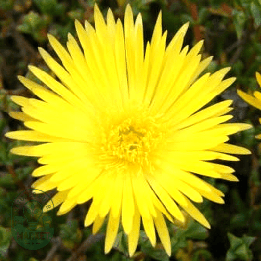 Lampranthus glaucus - Natures Bulb Market