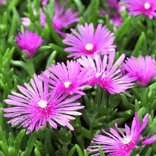 Lampranthus spectabilis - Natures Bulb Market