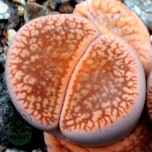 Lithops aucampiae aucampiae - Natures Bulb Market