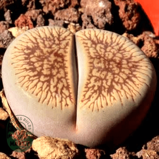 Lithops aucampiae var aucampiae Kuruman Form - Natures Bulb Market