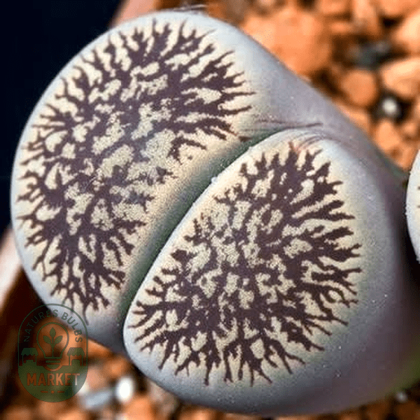 Lithops aucampiae var fluminalis - Natures Bulb Market