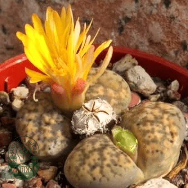Lithops bromfieldii var glaudinae - Natures Bulb Market