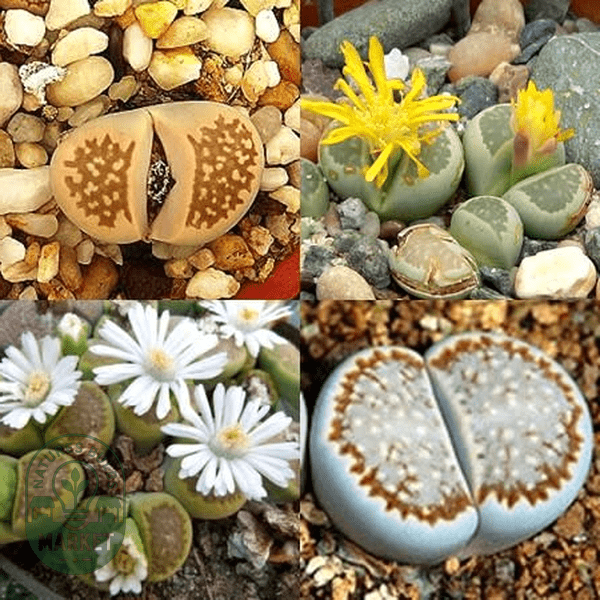 Lithops hallii Mixed Forms - Natures Bulb Market