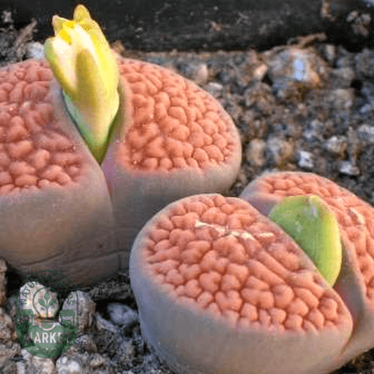 Lithops hookeri var hookeri - Natures Bulb Market