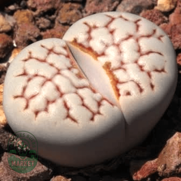 Lithops julii var chrysocephala - Natures Bulb Market