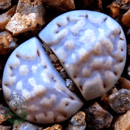 Lithops julii var fulleri - Natures Bulb Market