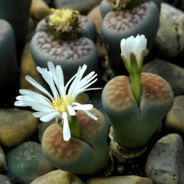 Lithops karasmontana jacobseniae - Natures Bulb Market