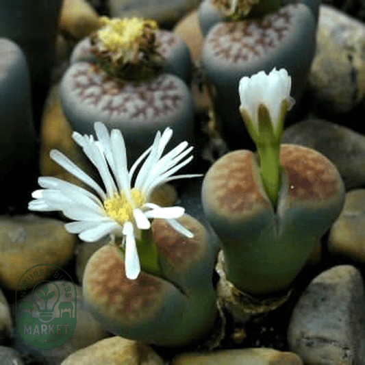 Lithops karasmontana jacobseniae - Natures Bulb Market