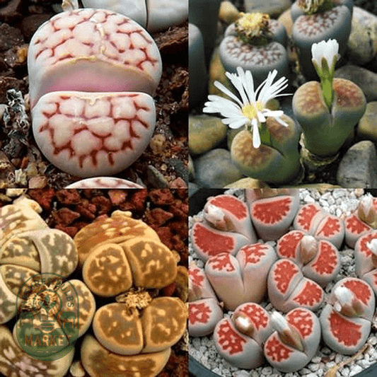 Lithops karasmontana Mixed Forms - Natures Bulb Market