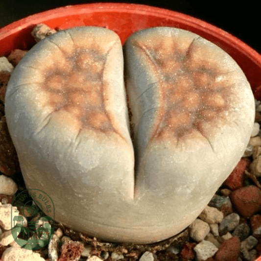 Lithops karasmontana Signalberg - Natures Bulb Market