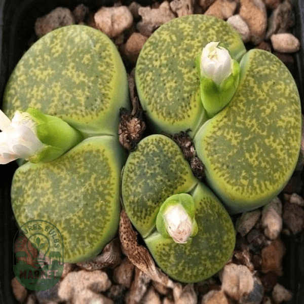 Lithops lesliei ssp lesliei albinica Form - Natures Bulb Market