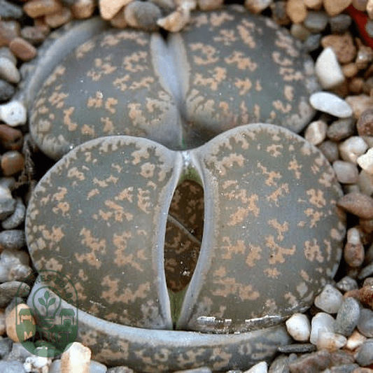 Lithops lesliei ssp lesliei Grey Form - Natures Bulb Market