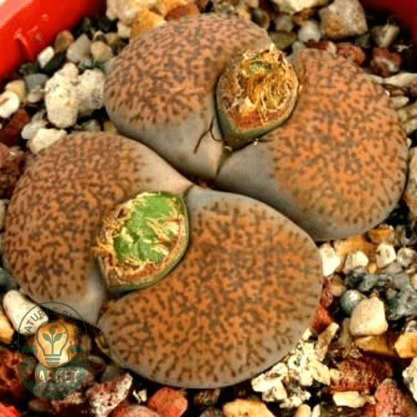 Lithops lesliei var mariae - Natures Bulb Market