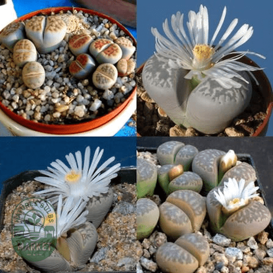 Lithops marmorata Mixed Species - Natures Bulb Market