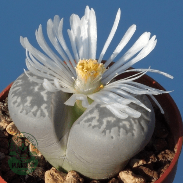 Lithops marmorata var framesii - Natures Bulb Market