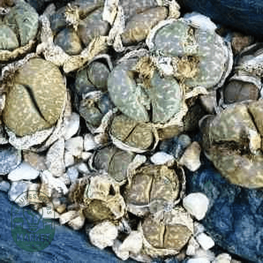 Lithops marmorata var marmorata - Natures Bulb Market