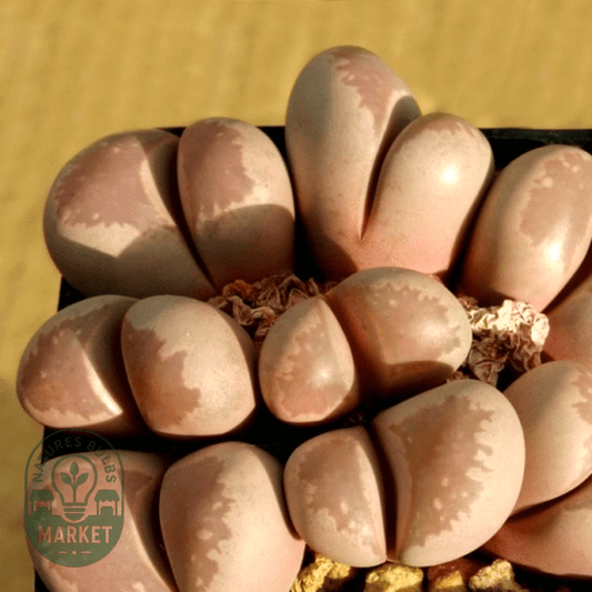 Lithops optica - Natures Bulb Market