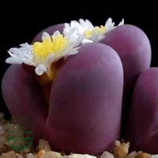 Lithops optica var rubra - Natures Bulb Market