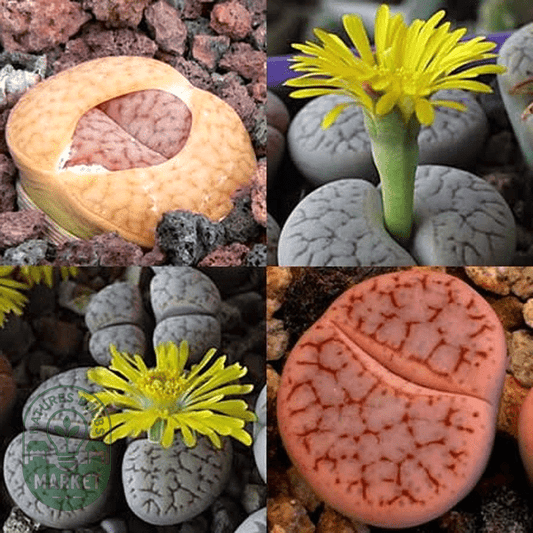 Lithops pseudotruncatella Mixed Forms - Natures Bulb Market