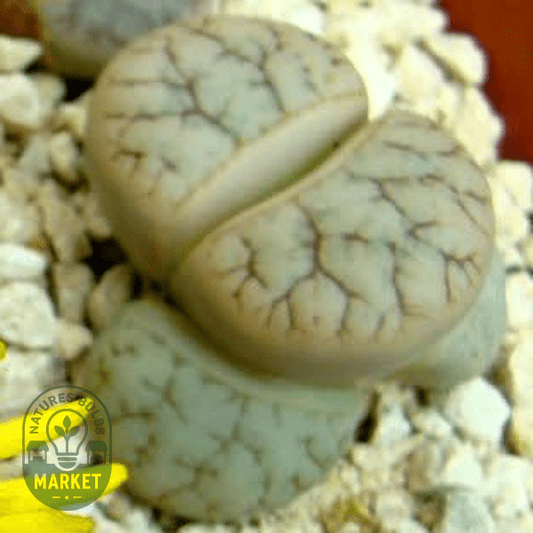Lithops pseudotruncatella ssp pseudotruncatella var pseudotruncatella - Natures Bulb Market