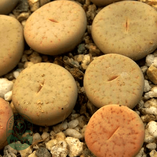 Lithops pseudotruncatella ssp pseudotruncatella var riehmerae - Natures Bulb Market