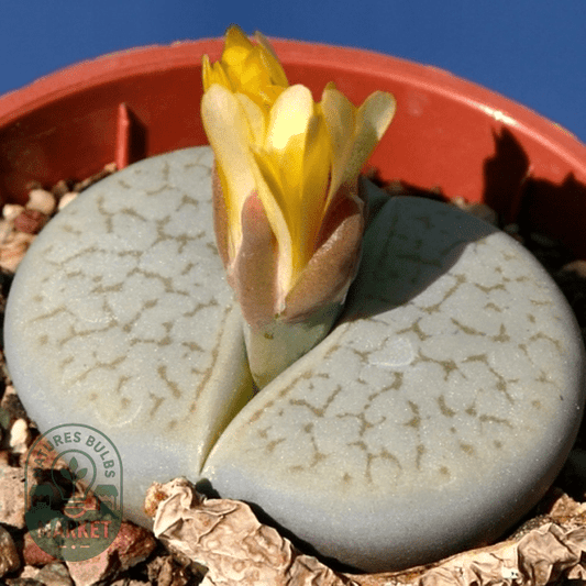Lithops pseudotruncatella var dendritica - Natures Bulb Market