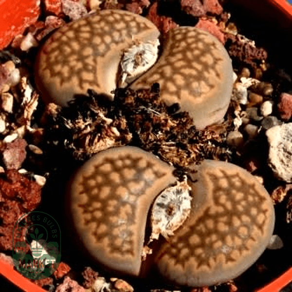 Lithops salicola var reticulata - Natures Bulb Market