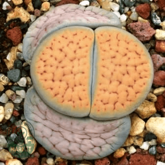 Lithops schwantesii var urikosensis - Natures Bulb Market