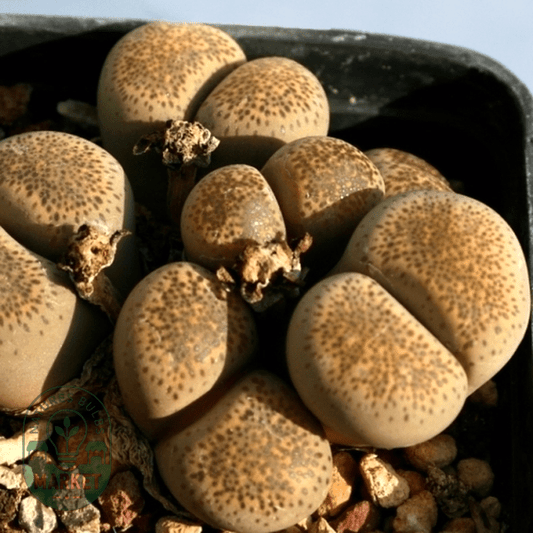 Lithops terricolor Prins Albert Form - Natures Bulb Market