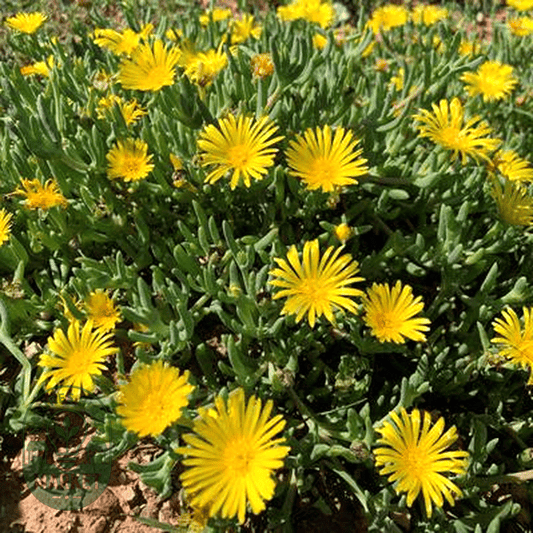 Malephora latipetala - Natures Bulb Market