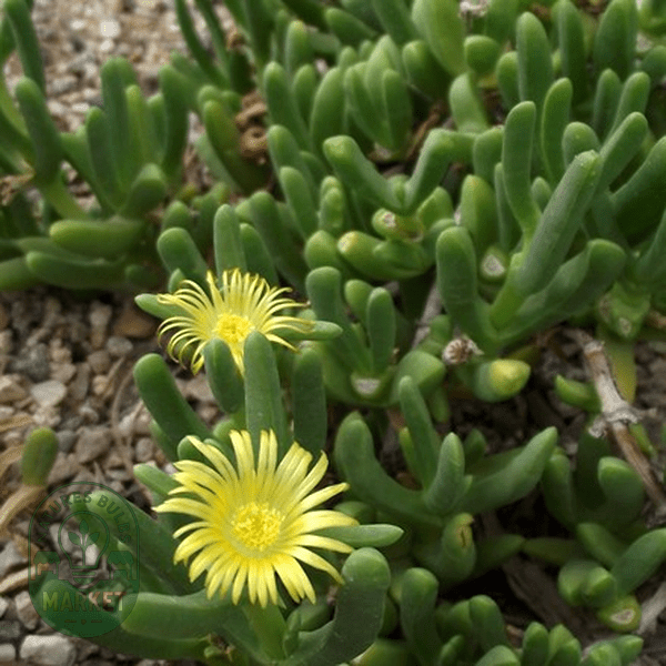 Malephora lutea - Natures Bulb Market