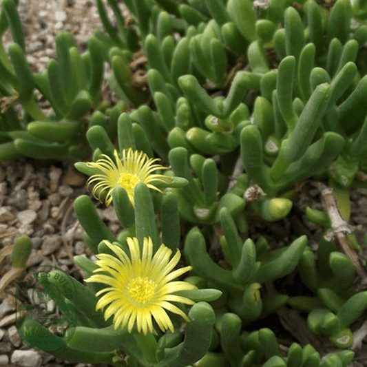 Malephora lutea - Natures Bulb Market