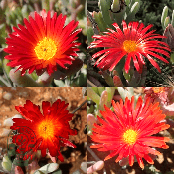 Malephora purpureocrocea - Natures Bulb Market