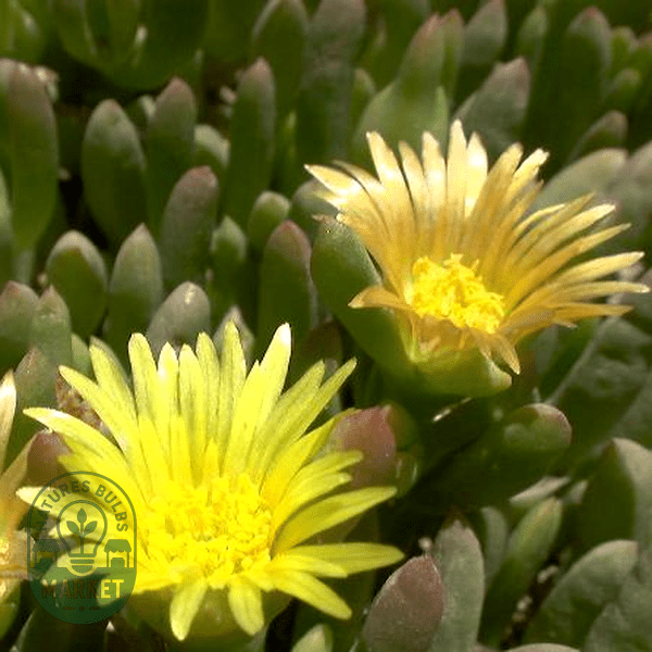 Malephora verruculoides - Natures Bulb Market
