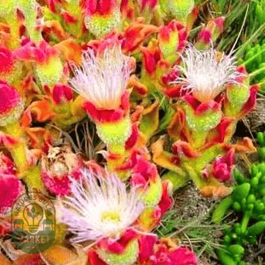Mesembryanthemum crystallinum - Natures Bulb Market
