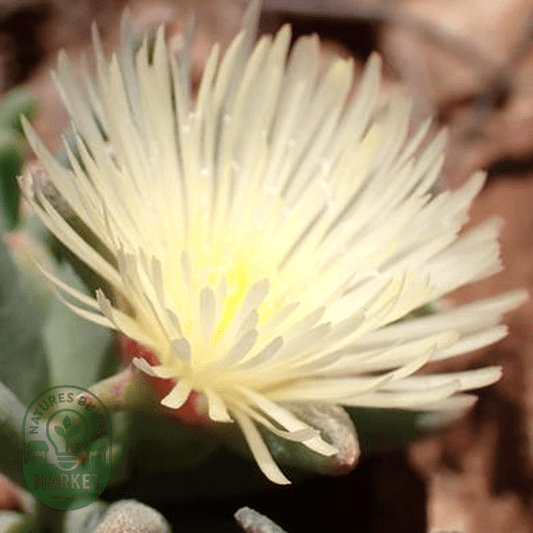 Mesembryanthemum grossum - Natures Bulb Market