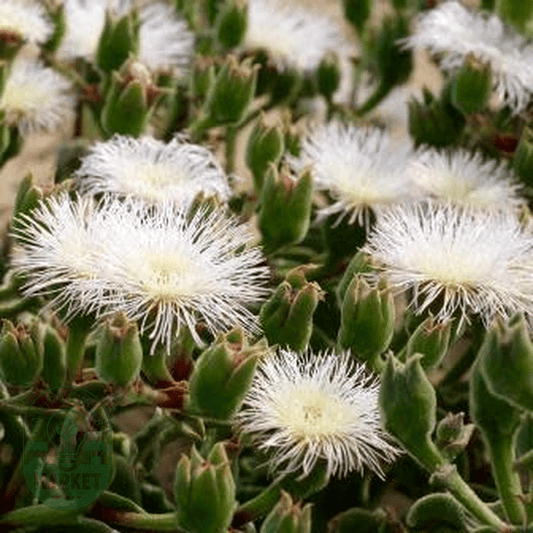 Mesembryanthemum guerichianum - Natures Bulb Market