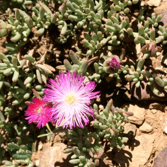 Mesembryanthemum splendens - Natures Bulb Market