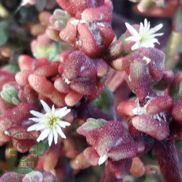 Mesembryanthemum tetragonum - Natures Bulb Market
