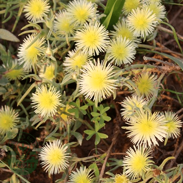 Mesembryanthemum viridiflorum - Natures Bulb Market