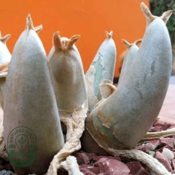 Mitrophyllum mitratum - Natures Bulb Market