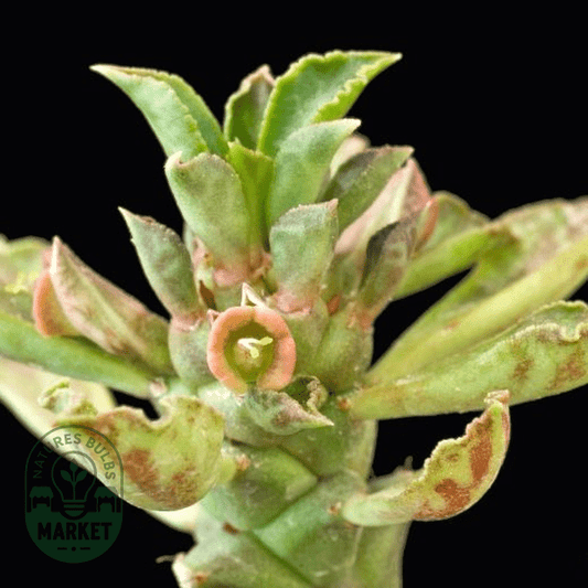 Monadenium guentheri - Natures Bulb Market