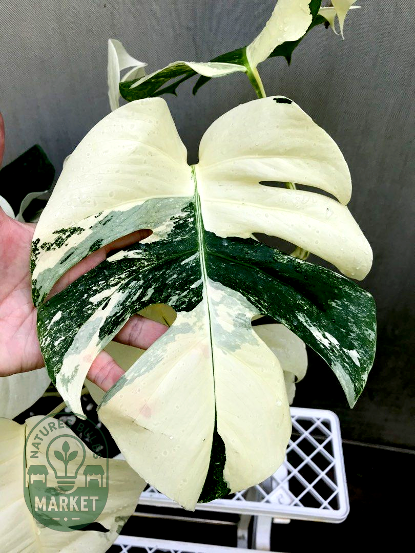 Monstera Albo Variegated