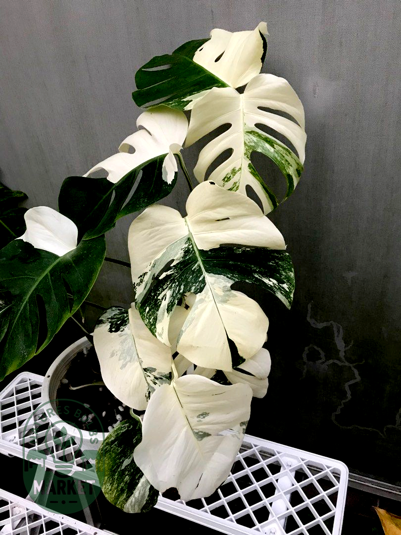 Monstera Albo Variegated