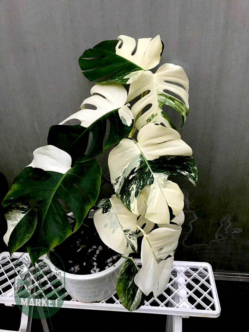 Monstera Albo Variegated
